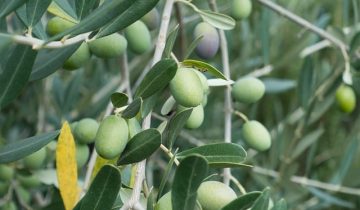olive-972933_640